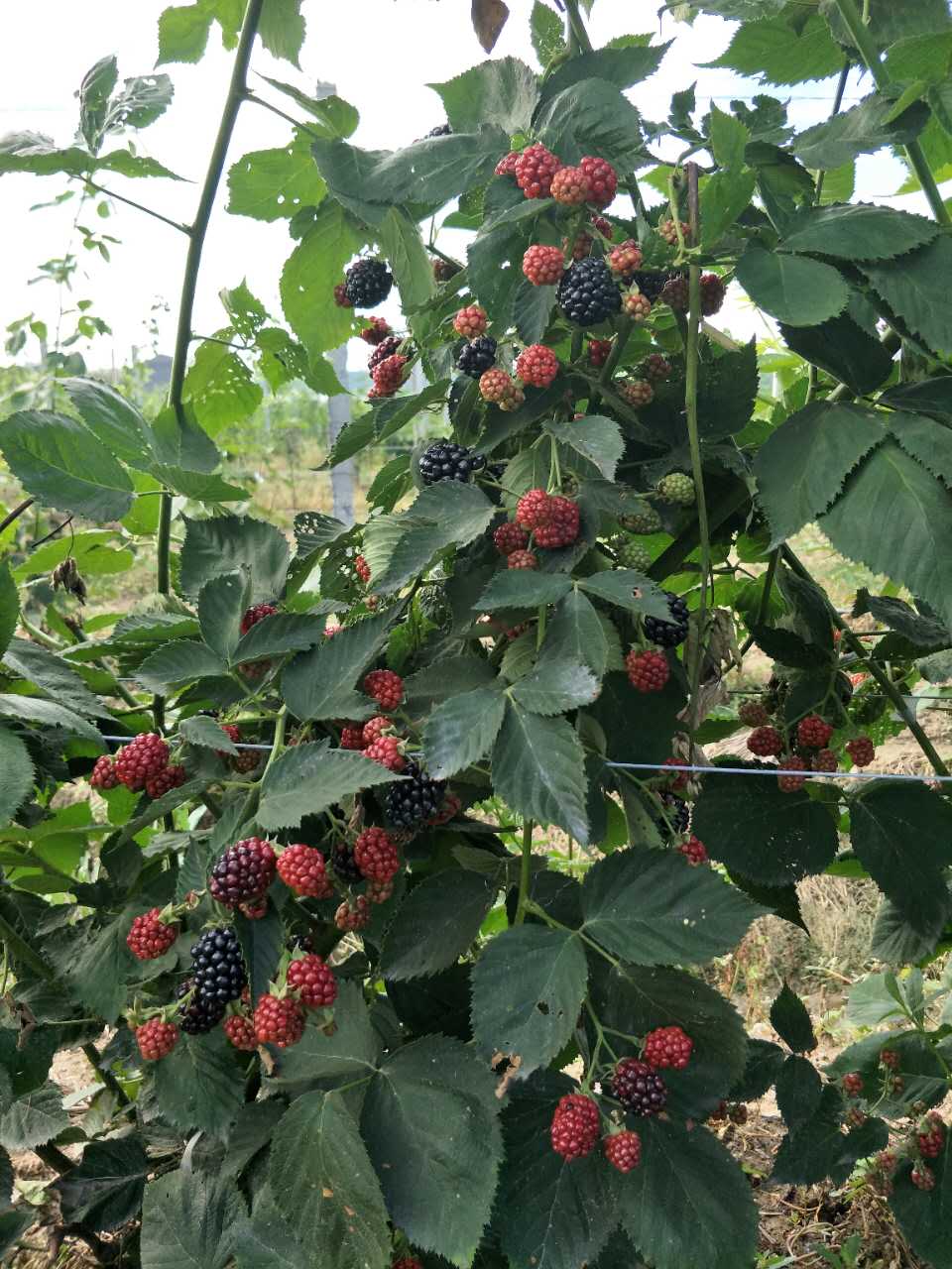 红树莓苗种植方法图片