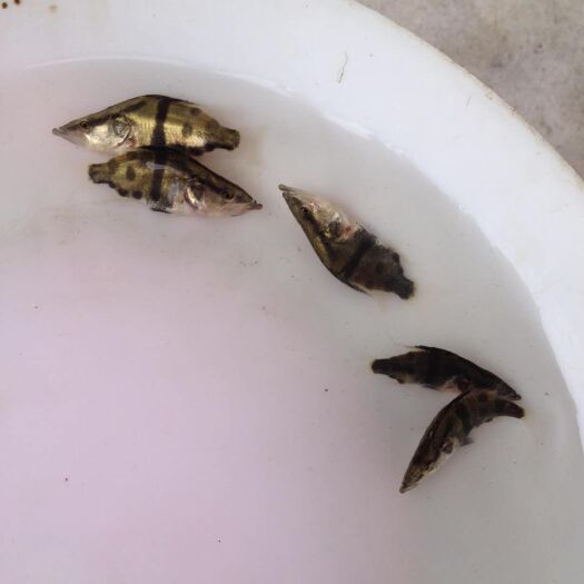 广州 鳜鱼苗 桂花鱼苗 饵料鱼水花