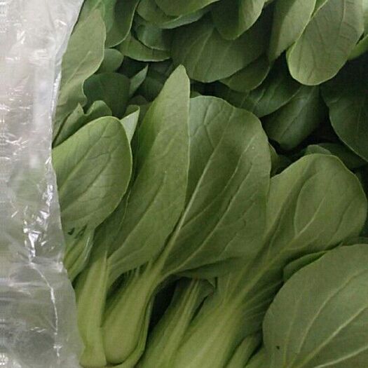 阳谷县夏妃青梗菜 1~2两