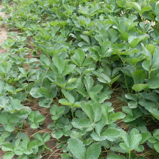 泰安甜宝草莓苗 地栽苗 10~20公分 