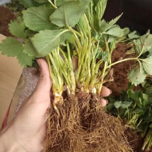 泰安甜查理草莓苗 地栽苗 10~20公分 