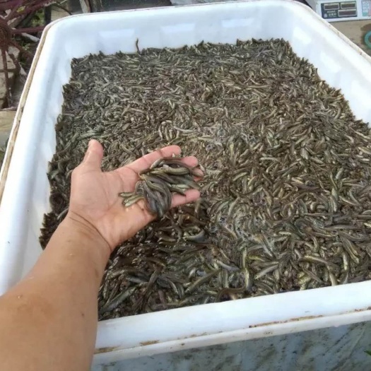 长沙泥鳅苗  优质台鳅苗3-5公分成活率保证一个星期出现大量死亡补苗