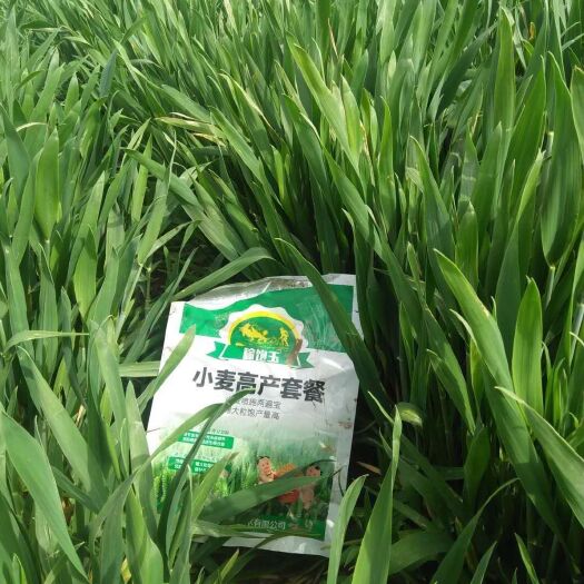 郑州小麦高产套餐 
