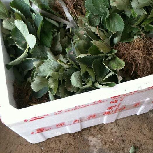 泰安红颜草莓苗 地栽苗 10~20公分