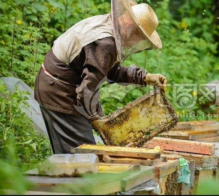 安岳县土蜂蜜 桶装  2年 