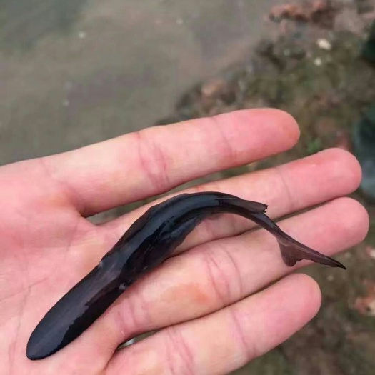 广州鸭嘴鱼苗