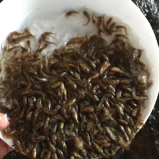 （热售中）黄辣丁，黄颡鱼黄骨鱼苗黄颡鱼苗黄辣丁鱼苗淡水鱼养殖