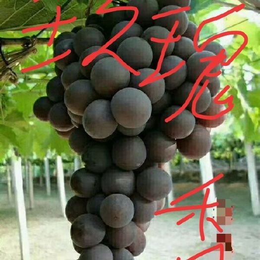 卢龙县玫瑰香葡萄苗 实生苗 裸根苗