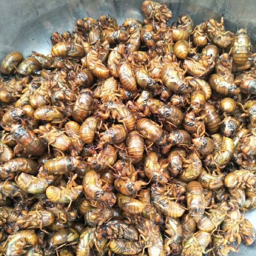 东海县金蝉  鲜批发