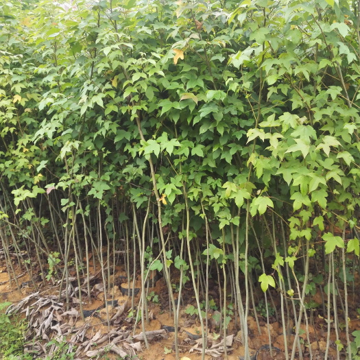 平远县造林苗枫香