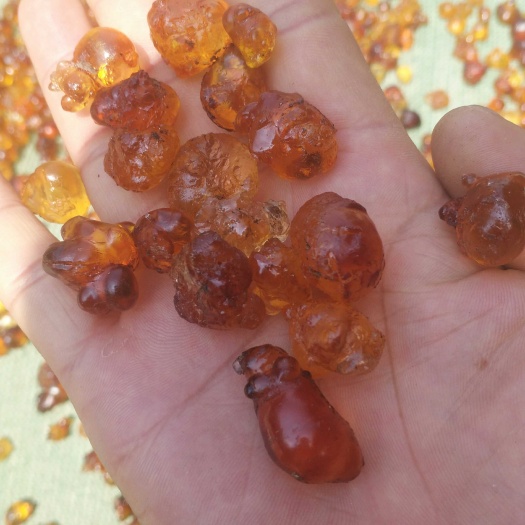 随州食用桃胶 颗粒珍珠胶1.5~2.0厘米