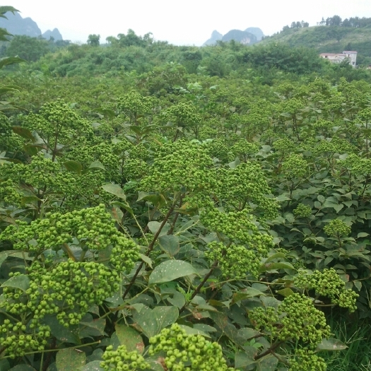 吴茱萸 每年农历10尾到第二年4月中都是栽苗季节，要的赶紧下单！