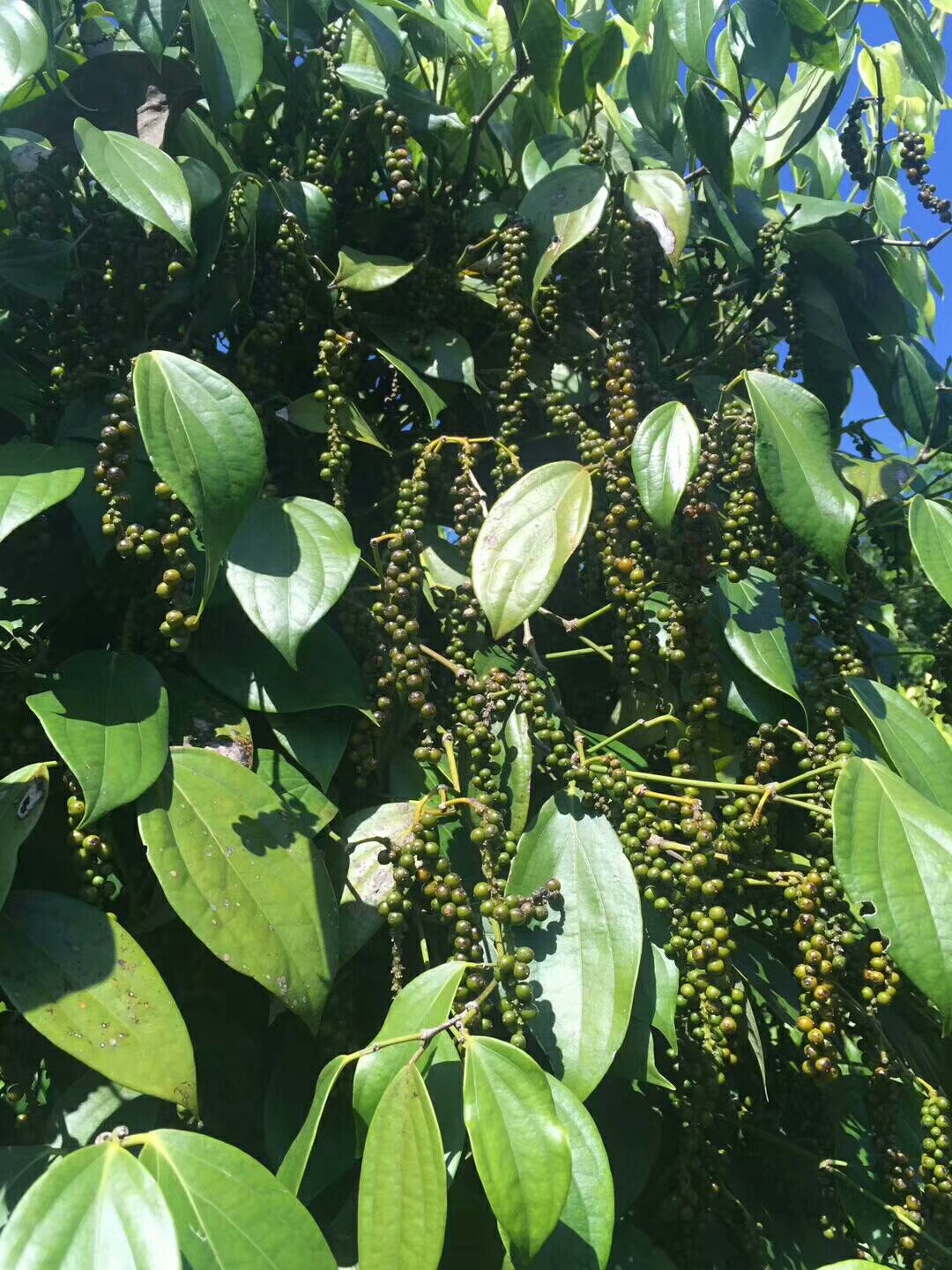 白胡椒粒  纯海南手选椒一级椒 味道香辣  不掺越南椒