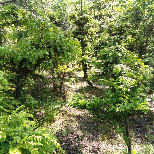 利川市 小叶黄杨 