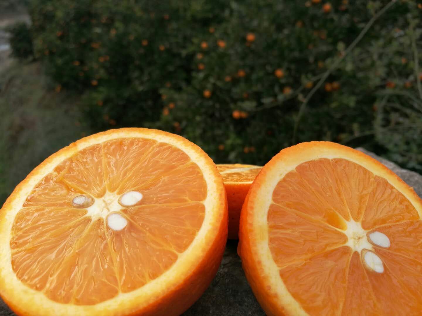江安夏橙图片