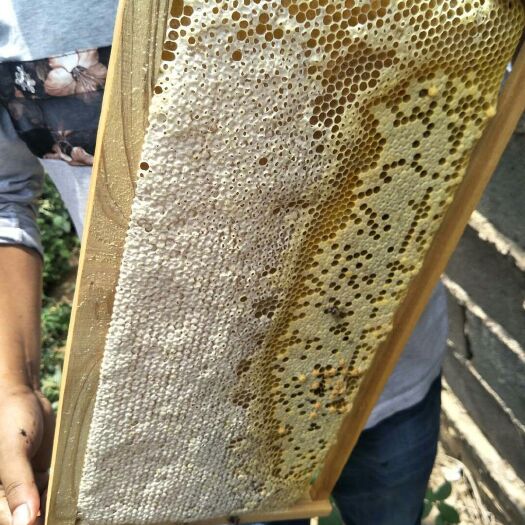 蒙自市土蜂蜜 塑料瓶装  2年以上 