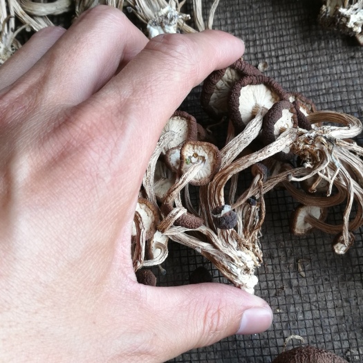 广昌县 原产地直销，江西广昌5号茶树菇，量大包邮