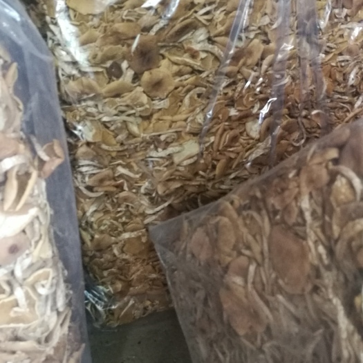 广昌县广昌3号茶树菇 8~10cm 干茶树菇 已开伞