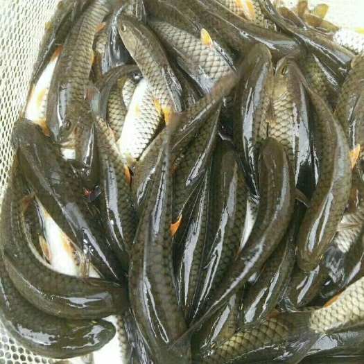 东莞市光倒刺鲃