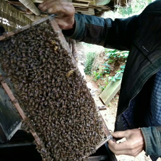 巫山土蜂蜜 塑料瓶装  2年以上