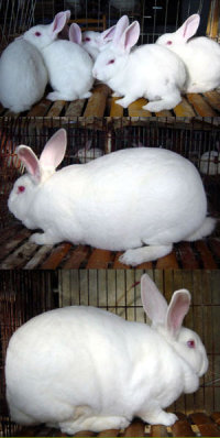 伊拉兔肉兔图片