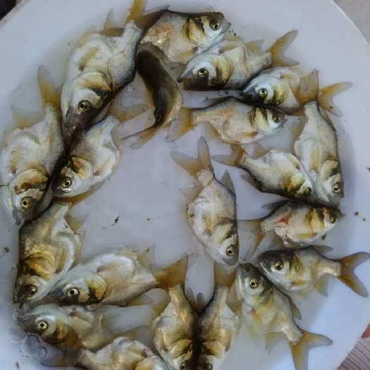 东莞市缩骨大头鱼苗