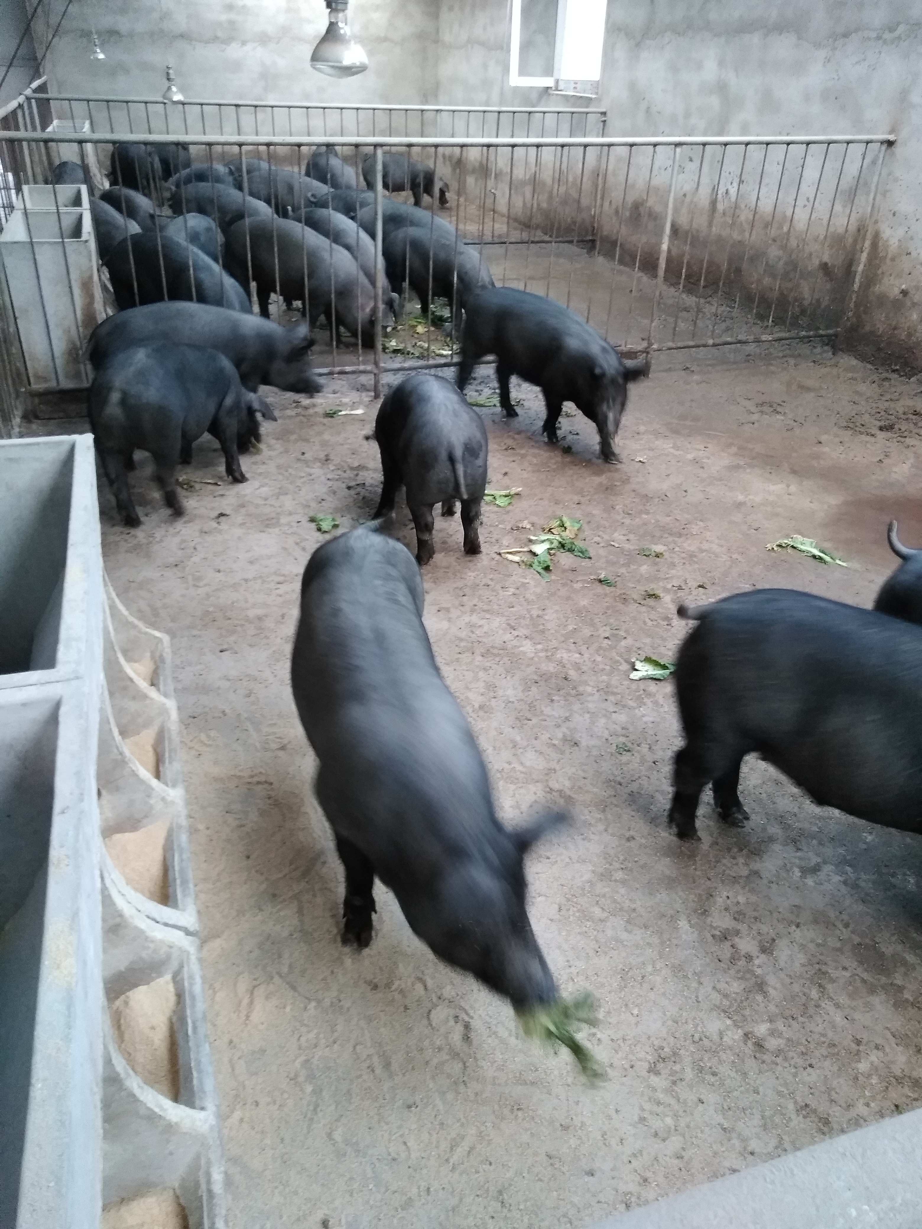 供应大厅  禽畜肉蛋  猪 商品详情 第一批辽河源头纯天然野生饲养黑猪