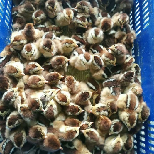广州麻鸡苗 母