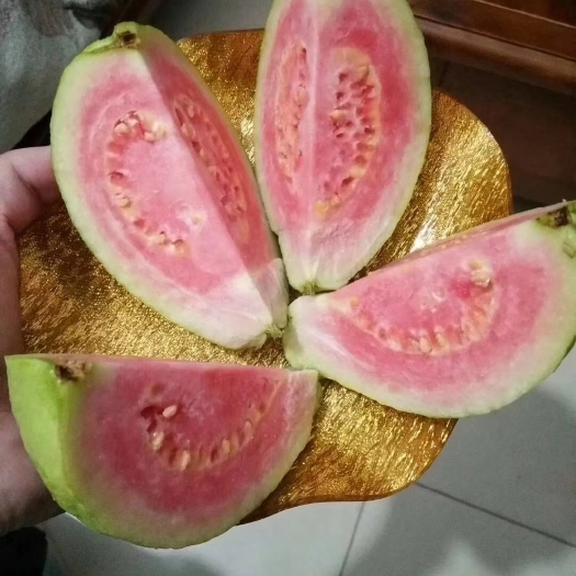 灵山县西瓜芭乐番石榴苗 