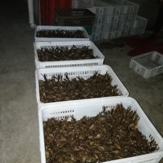 潜江市小龙虾苗