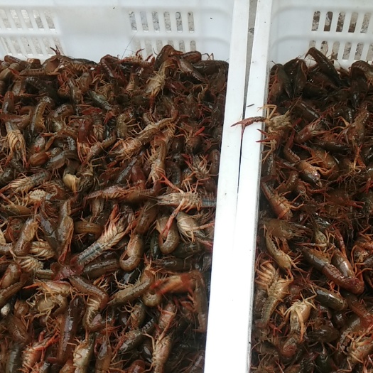 洪湖市小龙虾苗