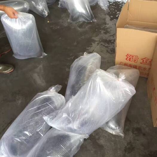 广州鸭嘴鱼苗