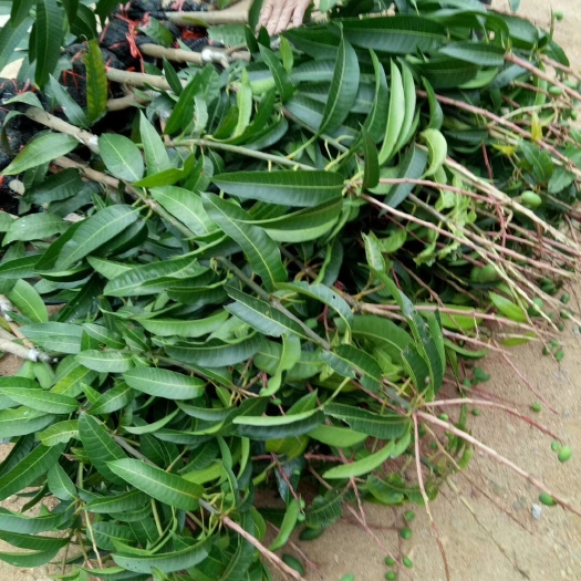 灵山县贵妃芒果苗 贵妃芒苗，大、中、小苗都有，带果发货。贵妃芒非常香甜。