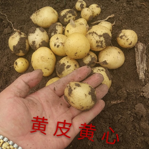 滕州市 精选迷你小土豆，40克以下