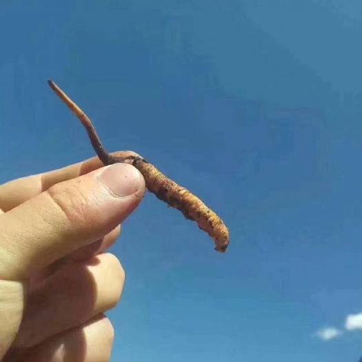 松潘县冬虫夏草