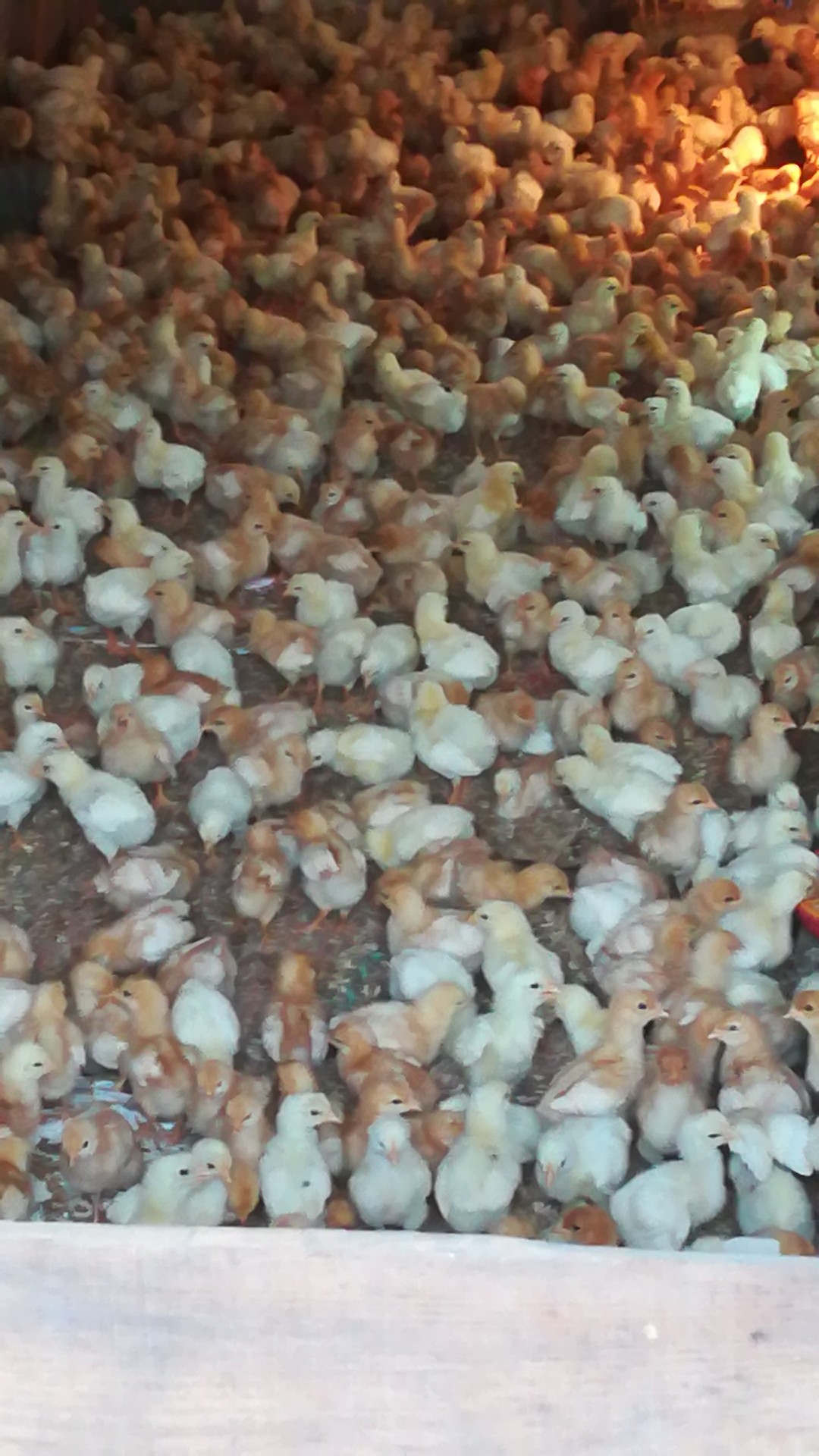 儋州小种鸡图片
