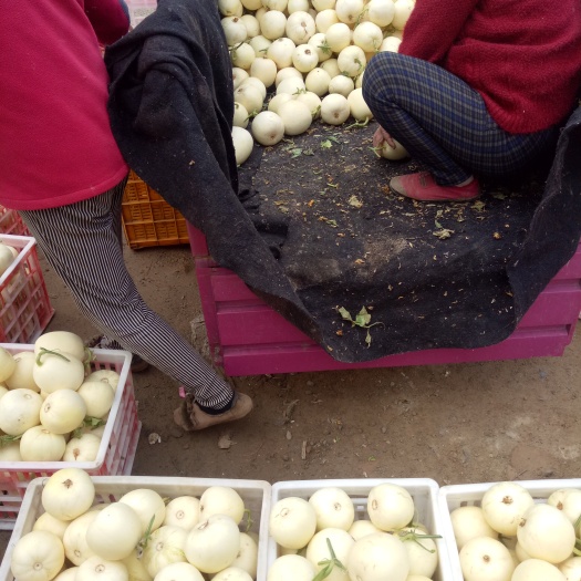 伊丽莎白甜瓜  大量供应大棚甜瓜 成熟度好 甜度高品质保证