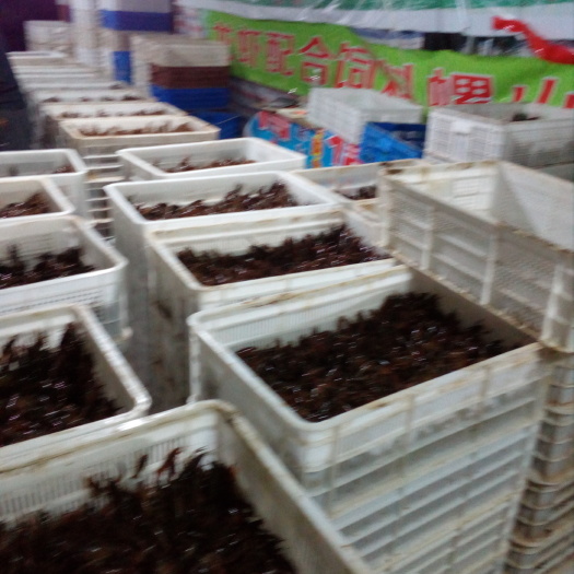 洪湖市小龙虾苗