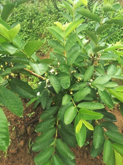 灵山县红心芭乐番石榴苗 