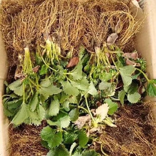 泰安章姬草莓苗批发 牛奶草莓 又称甜宝草莓