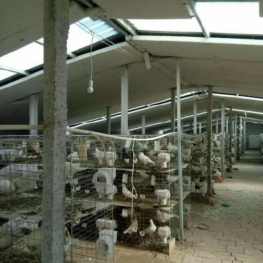 成安县肉鸽 500-600克