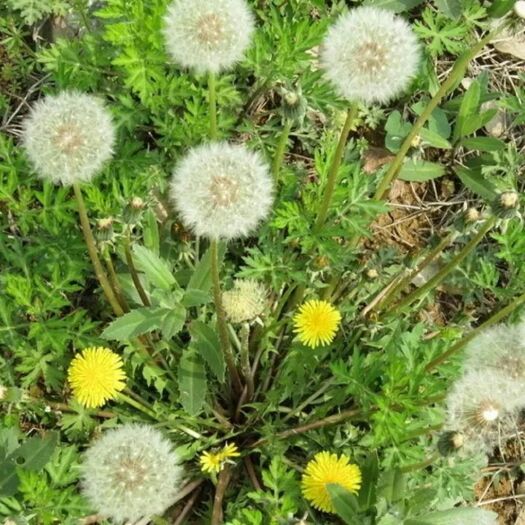 郯城县全新净籽新采蒲公英种子四季易种食用多年生婆婆丁大叶蒲公英包