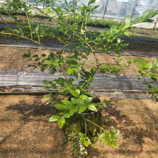 泰安莱克西蓝莓苗