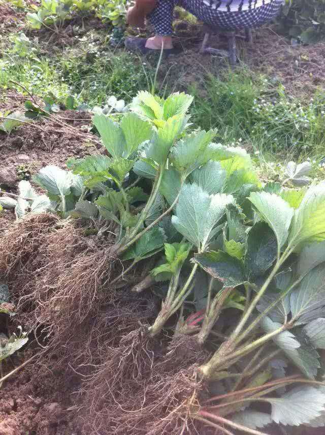 红颜草莓苗 地栽苗 10~20公分