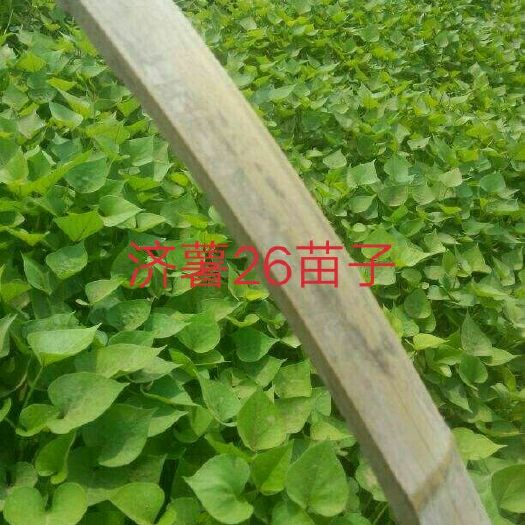 夏津县济薯26号红薯苗 常规种（一级） ≥99.5% ≥95%