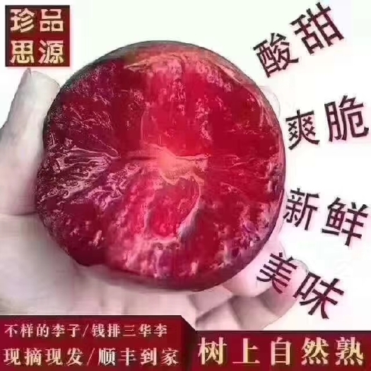 信宜市三华李 50mm以上