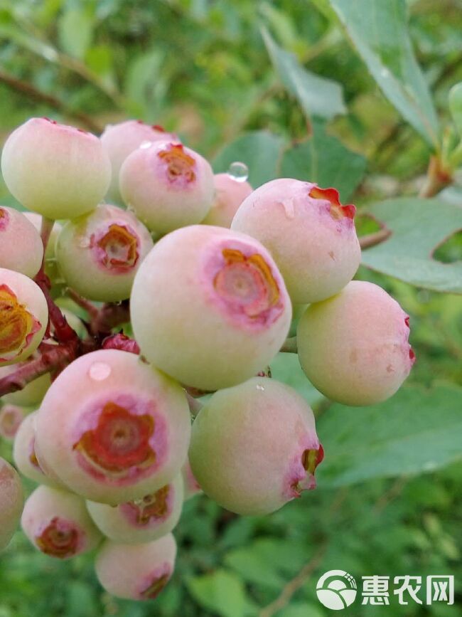 麻江蓝莓 12 - 14mm以上 鲜果