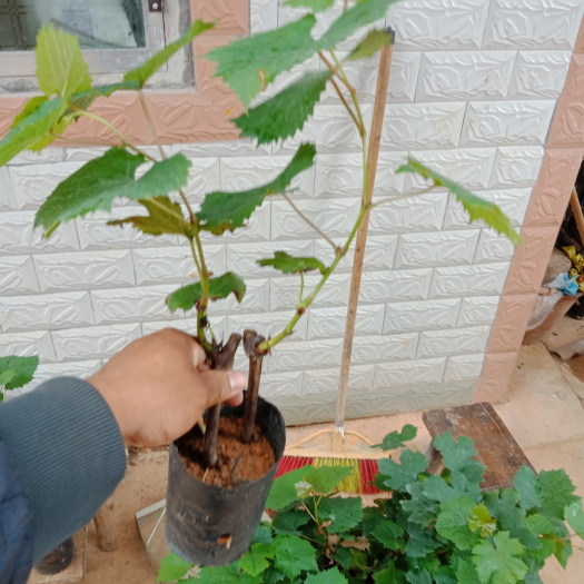 灵山县夏黑葡萄苗  ，优质靓苗，早熟 无核  肉脆  甜度高  产量高