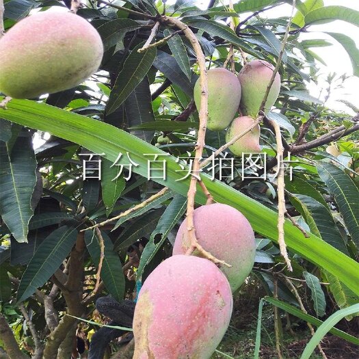 灵山县贵妃芒果苗