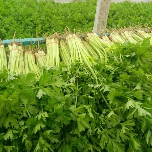 东阿县香芹 40~45cm 大棚种植 0.5~1.0斤